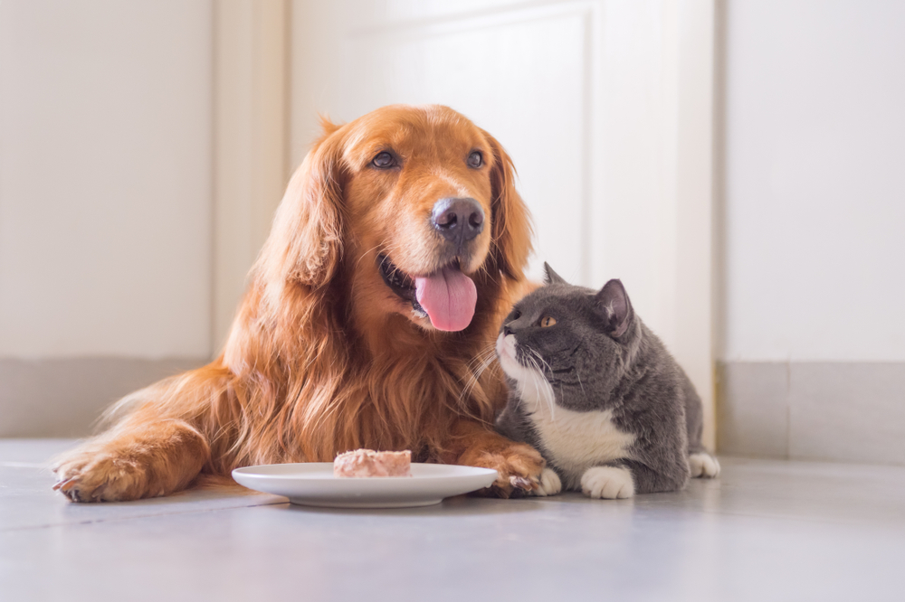 Schema de mâncare pentru câini și pisici: schimbarea hranei la câini și pisici